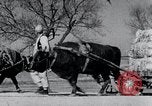 Image Bullock de chariots Corée, 1936, de la seconde 13 séquences d'archives historiques vidéo 65675028864