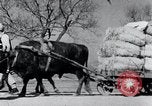 Image Bullock de chariots Corée, 1936, de la seconde 14 séquences d'archives historiques vidéo 65675028864