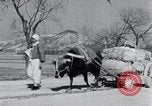 Image Bullock de chariots Corée, 1936, de la seconde 22 séquences d'archives historiques vidéo 65675028864