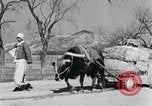 Image Bullock de chariots Corée, 1936, de la seconde 23 séquences d'archives historiques vidéo 65675028864