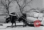 Image Bullock de chariots Corée, 1936, de la seconde 25 séquences d'archives historiques vidéo 65675028864