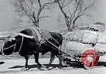 Image Bullock de chariots Corée, 1936, de la seconde 26 séquences d'archives historiques vidéo 65675028864
