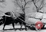 Image Bullock de chariots Corée, 1936, de la seconde 27 séquences d'archives historiques vidéo 65675028864