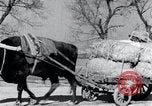 Image Bullock de chariots Corée, 1936, de la seconde 28 séquences d'archives historiques vidéo 65675028864