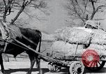 Image Bullock de chariots Corée, 1936, de la seconde 29 séquences d'archives historiques vidéo 65675028864