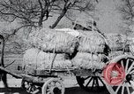 Image Bullock de chariots Corée, 1936, de la seconde 31 séquences d'archives historiques vidéo 65675028864