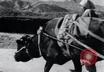 Image Bullock de chariots Corée, 1936, de la seconde 37 séquences d'archives historiques vidéo 65675028864