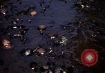 Immagine di Tempio buddista di Kek Lok Si Panang malese, 1939, secondo 35 filmato di repertorio 65675028952
