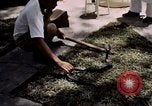 Immagine di Fattoria di serpenti Bangkok in Thailandia, 1939, secondo 10 filmato di repertorio 65675028962