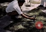 Immagine di Fattoria di serpenti Bangkok in Thailandia, 1939, secondo 11 filmato di repertorio 65675028962