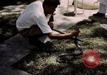 Immagine di Fattoria di serpenti Bangkok in Thailandia, 1939, secondo 12 filmato di repertorio 65675028962