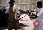 Immagine di Fattoria di serpenti Bangkok in Thailandia, 1939, secondo 17 filmato di repertorio 65675028962