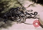 Immagine di Fattoria di serpenti Bangkok in Thailandia, 1939, secondo 23 filmato di repertorio 65675028962