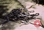 Immagine di Fattoria di serpenti Bangkok in Thailandia, 1939, secondo 25 filmato di repertorio 65675028962