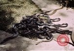 Immagine di Fattoria di serpenti Bangkok in Thailandia, 1939, secondo 26 filmato di repertorio 65675028962