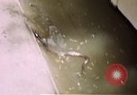 Immagine di Fattoria di serpenti Bangkok in Thailandia, 1939, secondo 32 filmato di repertorio 65675028962