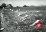Standbild Baumwolle pflücken Contest Arkansas United States USA, 1957, aus Sekunde 5 historischem Filmmaterial Videoclip 65675028966