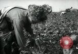 Standbild Baumwolle pflücken Contest Arkansas United States USA, 1957, aus Sekunde 8 historischem Filmmaterial Videoclip 65675028966