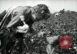 Standbild Baumwolle pflücken Contest Arkansas United States USA, 1957, aus Sekunde 9 historischem Filmmaterial Videoclip 65675028966