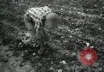 Standbild Baumwolle pflücken Contest Arkansas United States USA, 1957, aus Sekunde 12 historischem Filmmaterial Videoclip 65675028966