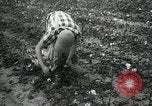 Standbild Baumwolle pflücken Contest Arkansas United States USA, 1957, aus Sekunde 13 historischem Filmmaterial Videoclip 65675028966