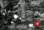 Standbild Baumwolle pflücken Contest Arkansas United States USA, 1957, aus Sekunde 14 historischem Filmmaterial Videoclip 65675028966