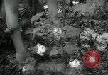 Standbild Baumwolle pflücken Contest Arkansas United States USA, 1957, aus Sekunde 15 historischem Filmmaterial Videoclip 65675028966