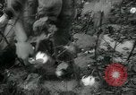 Standbild Baumwolle pflücken Contest Arkansas United States USA, 1957, aus Sekunde 16 historischem Filmmaterial Videoclip 65675028966