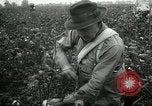 Standbild Baumwolle pflücken Contest Arkansas United States USA, 1957, aus Sekunde 18 historischem Filmmaterial Videoclip 65675028966