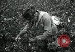 Standbild Baumwolle pflücken Contest Arkansas United States USA, 1957, aus Sekunde 19 historischem Filmmaterial Videoclip 65675028966