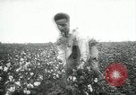 Standbild Baumwolle pflücken Contest Arkansas United States USA, 1957, aus Sekunde 22 historischem Filmmaterial Videoclip 65675028966