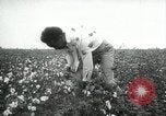 Standbild Baumwolle pflücken Contest Arkansas United States USA, 1957, aus Sekunde 23 historischem Filmmaterial Videoclip 65675028966