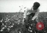 Standbild Baumwolle pflücken Contest Arkansas United States USA, 1957, aus Sekunde 24 historischem Filmmaterial Videoclip 65675028966