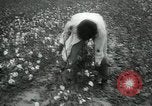 Standbild Baumwolle pflücken Contest Arkansas United States USA, 1957, aus Sekunde 26 historischem Filmmaterial Videoclip 65675028966