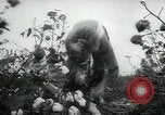 Standbild Baumwolle pflücken Contest Arkansas United States USA, 1957, aus Sekunde 27 historischem Filmmaterial Videoclip 65675028966