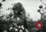 Standbild Baumwolle pflücken Contest Arkansas United States USA, 1957, aus Sekunde 28 historischem Filmmaterial Videoclip 65675028966