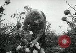 Standbild Baumwolle pflücken Contest Arkansas United States USA, 1957, aus Sekunde 29 historischem Filmmaterial Videoclip 65675028966