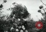 Standbild Baumwolle pflücken Contest Arkansas United States USA, 1957, aus Sekunde 30 historischem Filmmaterial Videoclip 65675028966