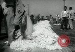 Standbild Baumwolle pflücken Contest Arkansas United States USA, 1957, aus Sekunde 31 historischem Filmmaterial Videoclip 65675028966