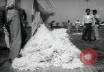 Standbild Baumwolle pflücken Contest Arkansas United States USA, 1957, aus Sekunde 32 historischem Filmmaterial Videoclip 65675028966