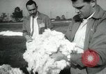 Standbild Baumwolle pflücken Contest Arkansas United States USA, 1957, aus Sekunde 34 historischem Filmmaterial Videoclip 65675028966