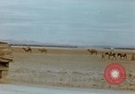 Standbild Konvoi des M3-Tanks Knochen Algerien, 1942, aus Sekunde 43 historischem Filmmaterial Videoclip 65675028996