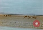 Standbild Konvoi des M3-Tanks Knochen Algerien, 1942, aus Sekunde 45 historischem Filmmaterial Videoclip 65675028996