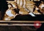 Image of American troops Tunisia North Africa, 1942, second 39 stock footage video 65675028999