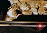 Image of American troops Tunisia North Africa, 1942, second 46 stock footage video 65675028999