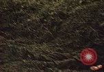 Immagine di Soldati tedeschi e italiani catturati Tunisia Africa del Nord, 1942, secondo 53 filmato di repertorio 65675029007