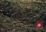 Immagine di Soldati tedeschi e italiani catturati Tunisia Africa del Nord, 1942, secondo 56 filmato di repertorio 65675029007