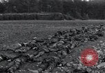 Standbild Leichen exhumiert Arnstadt Deutschland, 1945, aus Sekunde 35 historischem Filmmaterial Videoclip 65675029050