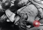 Immagine di Mauthausen camp vittime Mauthausen Austria, 1945, secondo 44 filmato di repertorio 65675029088