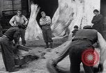 Immagine di Battendo la coltura della canapa Frattamaggiore Italia, 1944, secondo 52 filmato di repertorio 65675029158